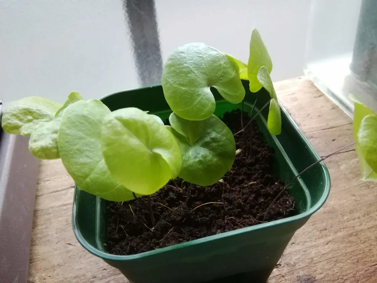 Dioscorea elephantipes (ディオスコレア エレファンティペス)