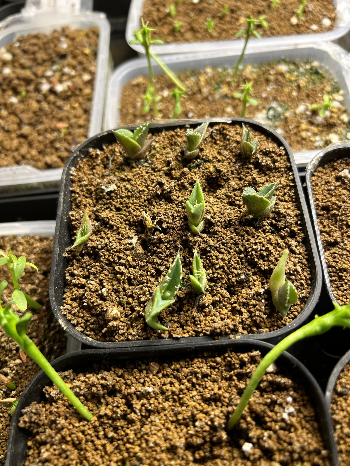 Agave oteroi Lot. (アガベ オテロイ)