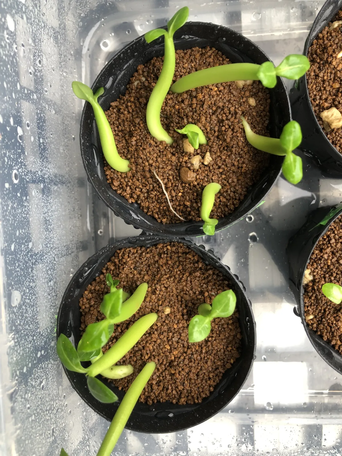 YLB Adenium arabicum Yak Lop Buri (アデニウム アラビカム)