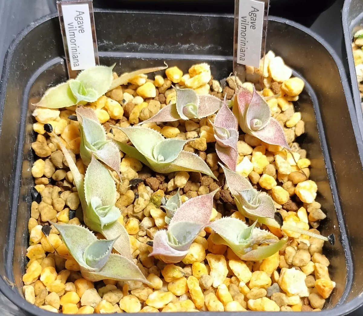 Agave vilmoriniana (アガベ ビルモリニアナ)