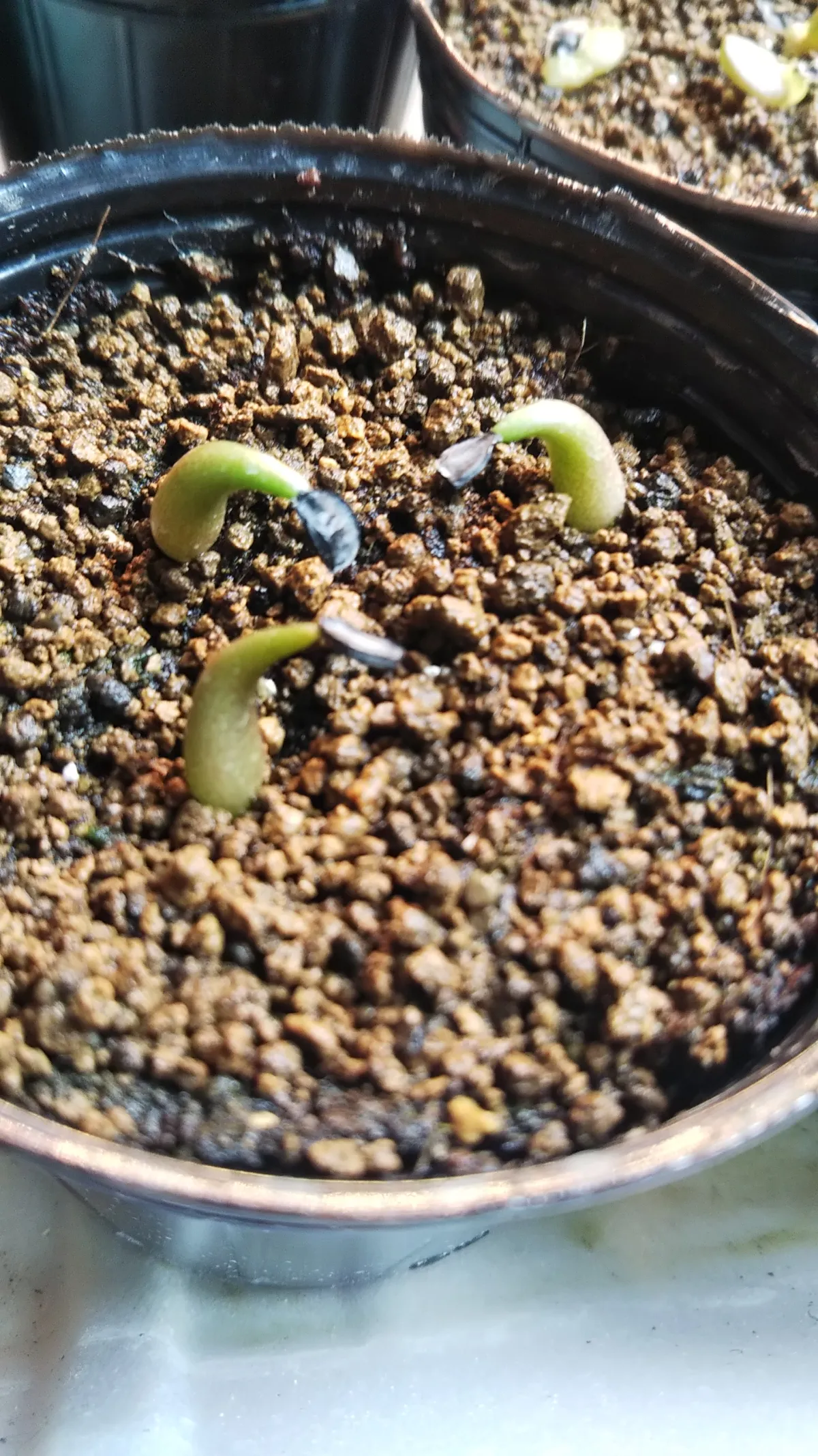 Agave oteroi Lot. (アガベ オテロイ)