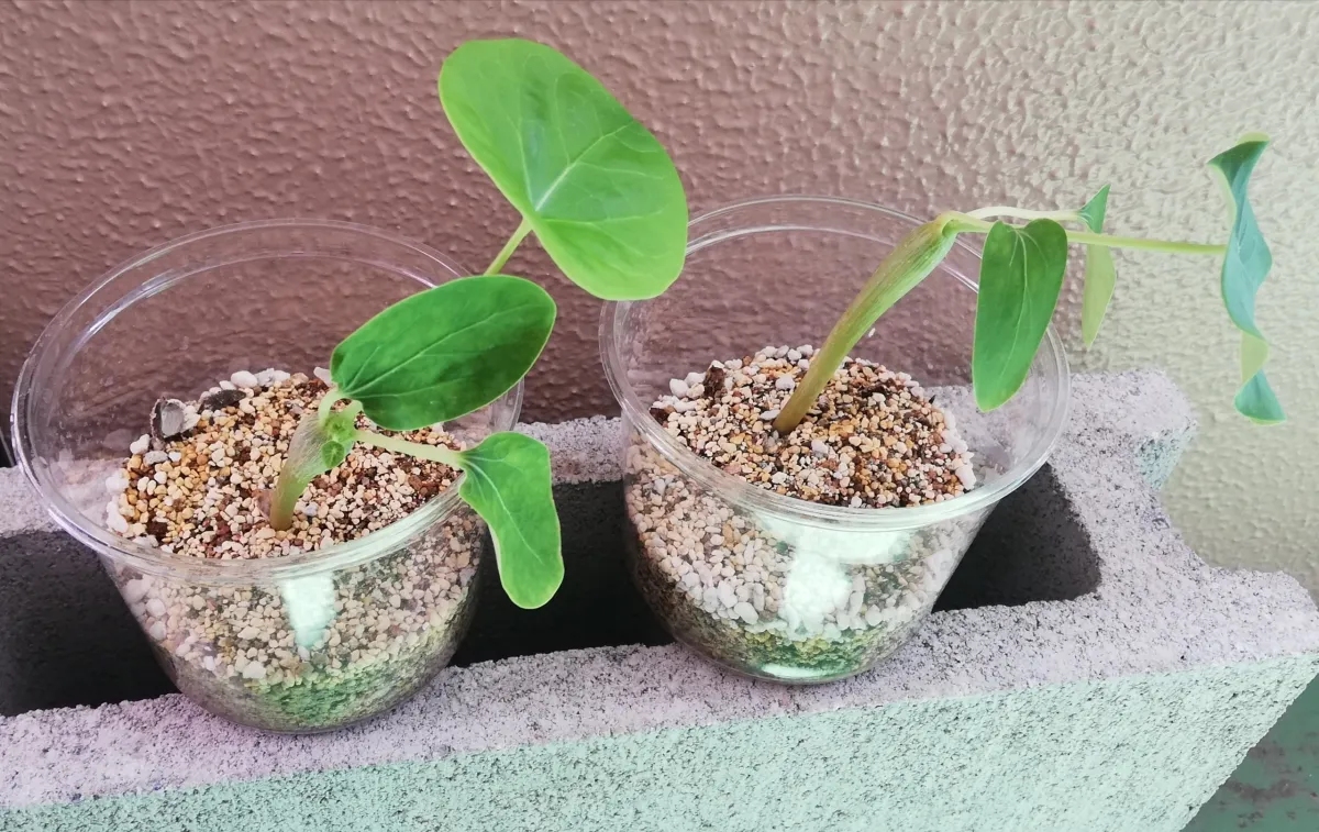 Jatropha podagrica yellow (ヤトロファ ポダグリカ イエロー)