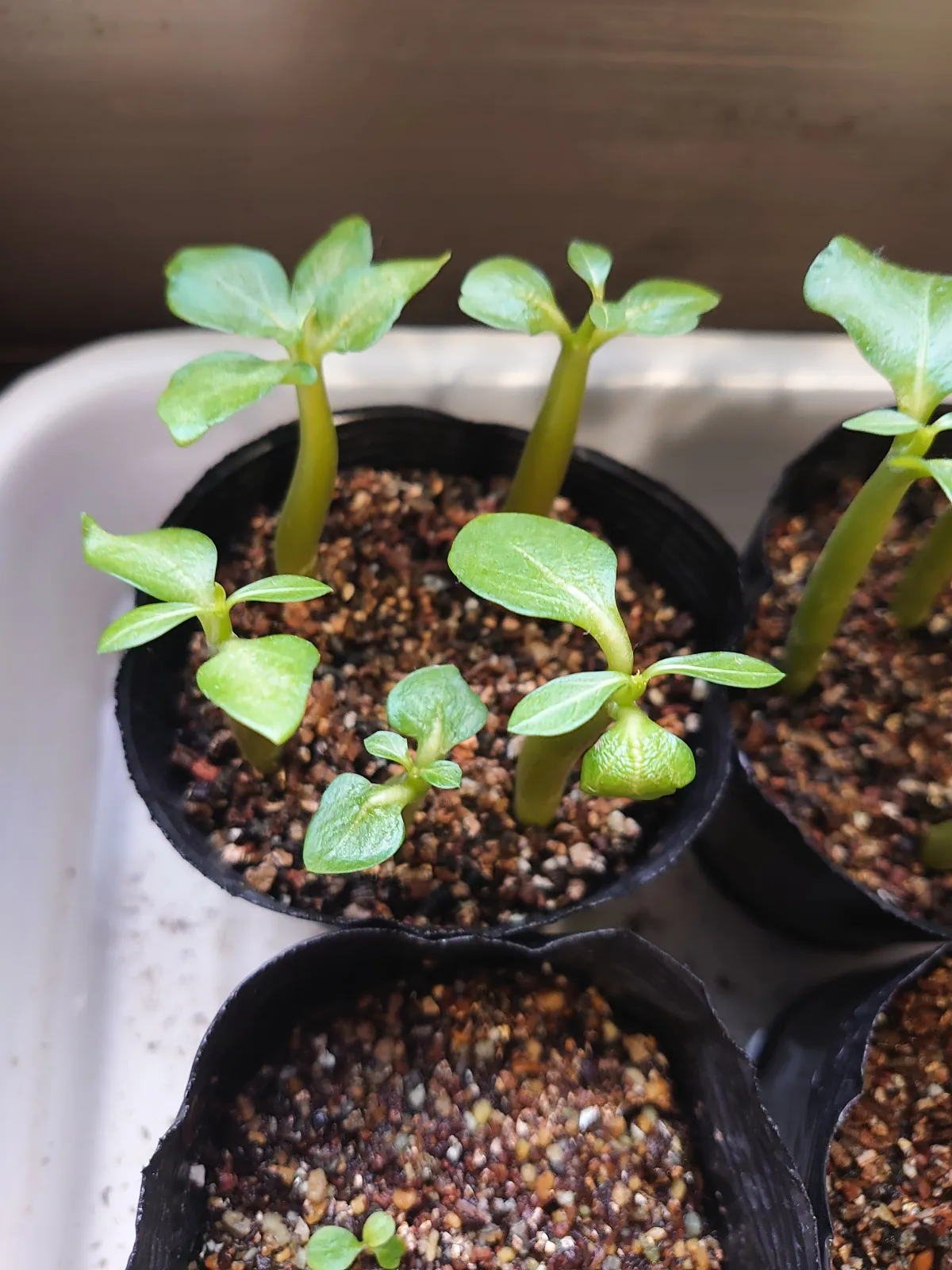 Adenium arabicum black giant (アデニウム アラビカム ブラックジャイアント)