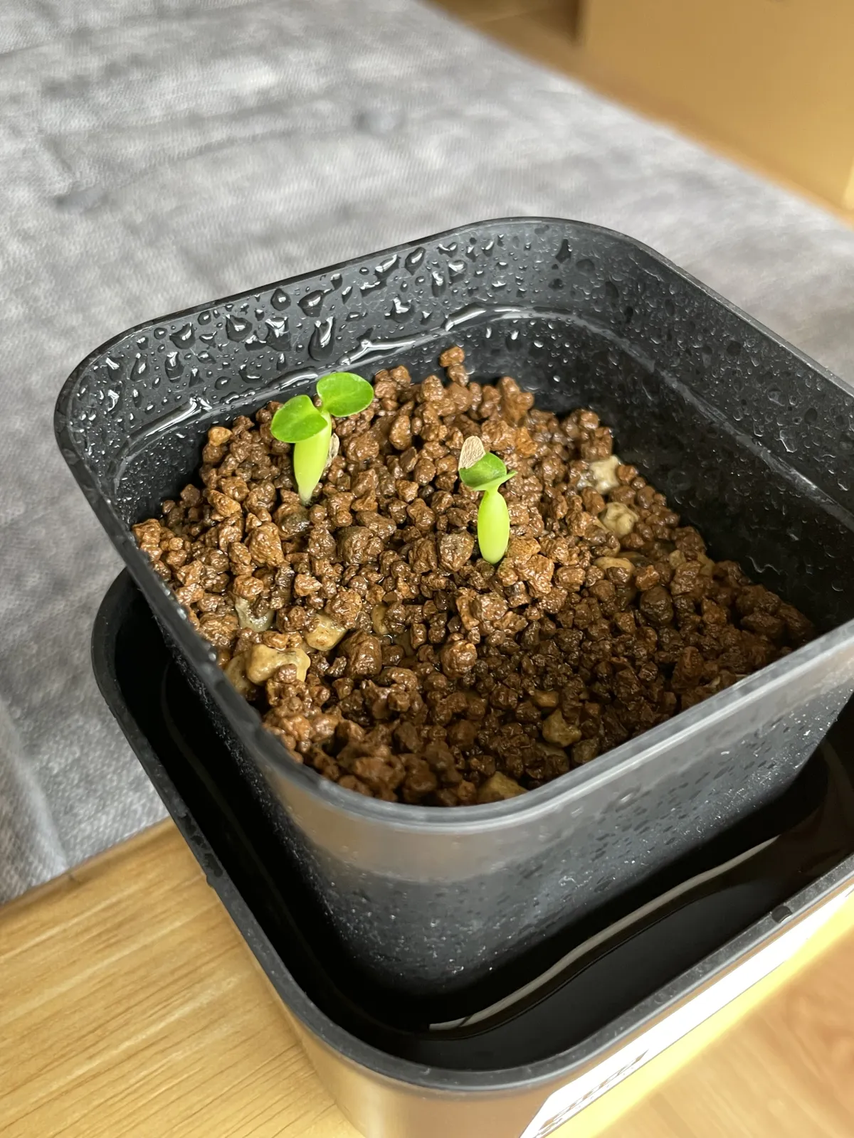 Pachypodium succulentum (パキポディウム サキュレンタム)