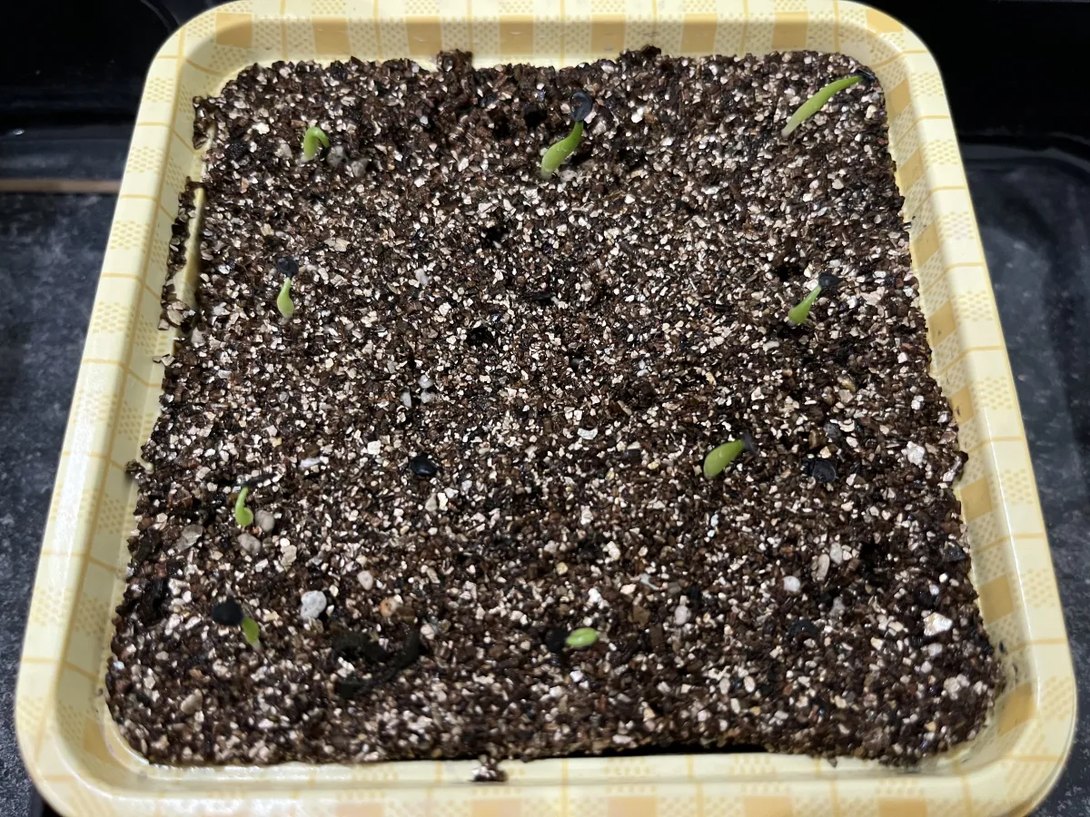Agave oteroi Lot. (アガベ オテロイ)