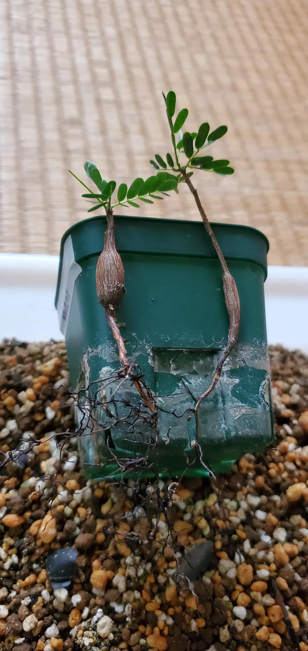 Senna meridionalis (センナ メリディオナリス)
