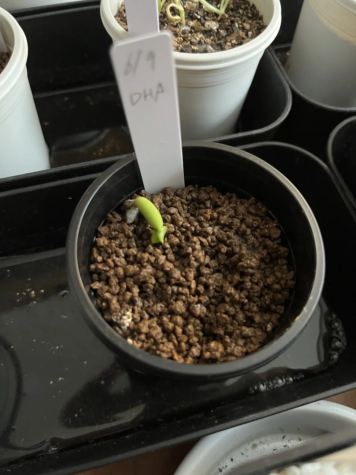 DHA Adenium thai socotranum DHA (アデニウム)