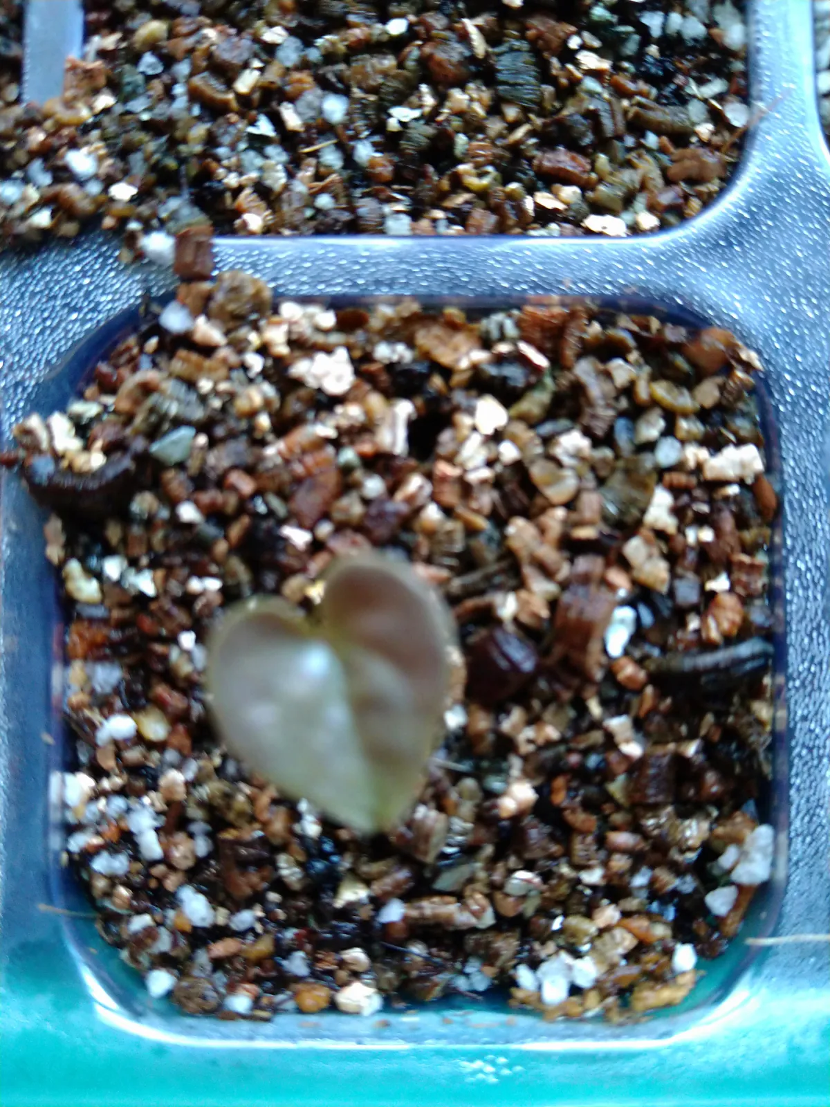 Dioscorea elephantipes (ディオスコレア エレファンティペス)