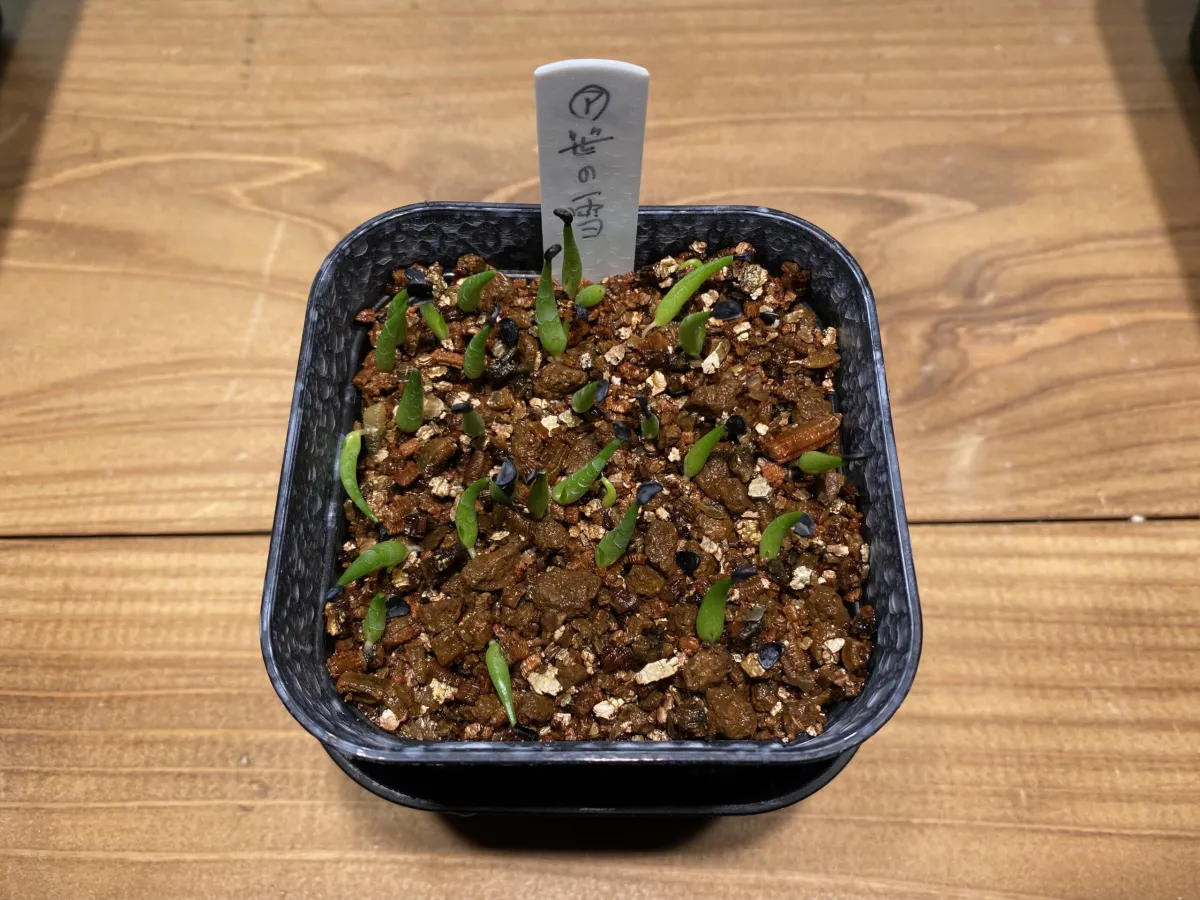 Agave victoriae-reginae ssp. victoriae-reginae (アガベ ビクトリアレジーナエ 笹の雪)