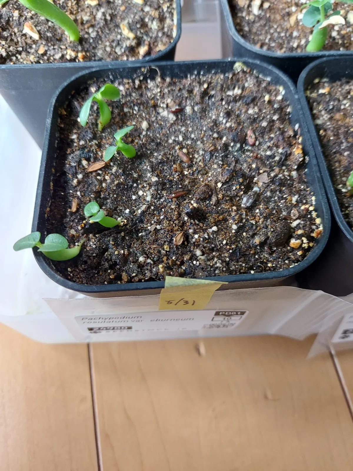 Pachypodium rosulatum var. eburneum (パキポディウム エブレネウム)