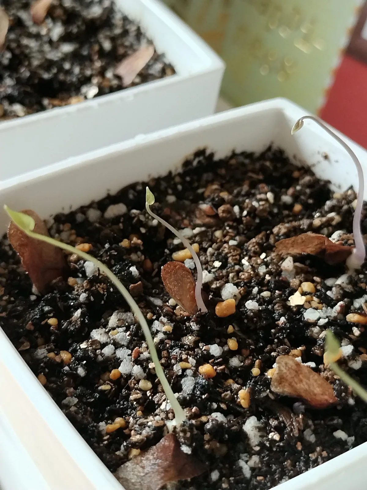 Dioscorea elephantipes (ディオスコレア エレファンティペス)