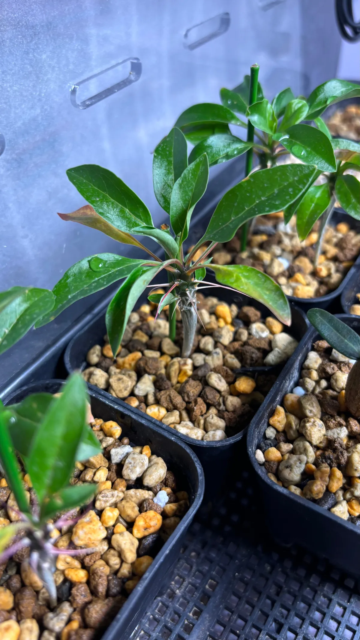 Fouquieria formosa (フォークイエリア フォルモサ)