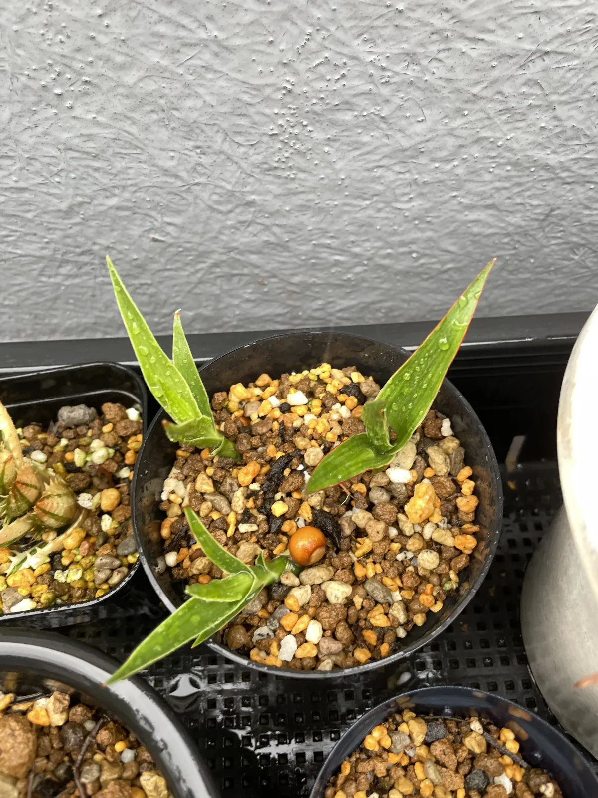 Dracaena draco subsp. draco (ドラセナ ドラコ)