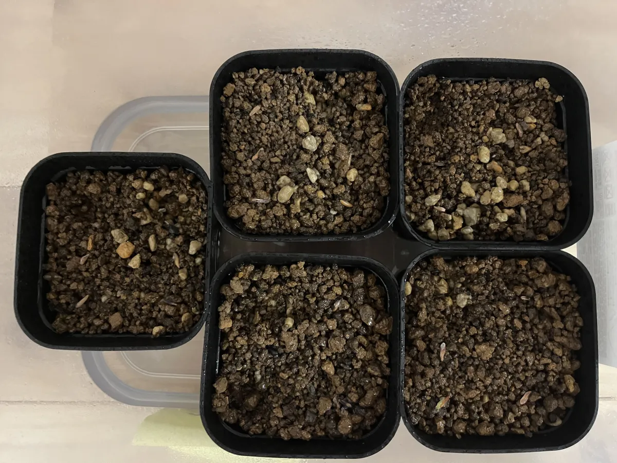 Pachypodium rosulatum var. gracilius ([無料種子] 発芽難 パキポディウム グラキリス　)