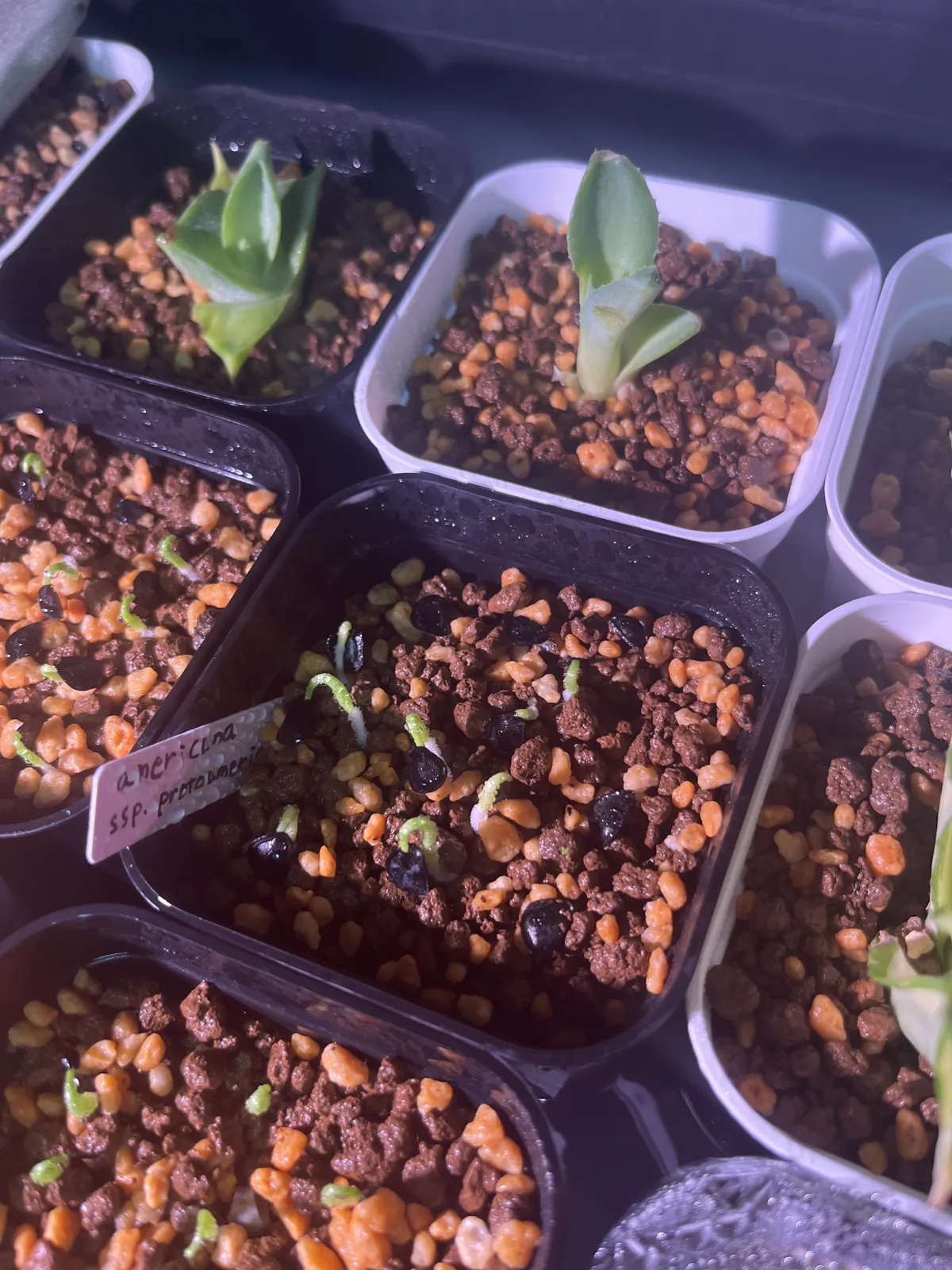 Agave americana ssp. protoamericana (アガベ プロトアメリカーナ)