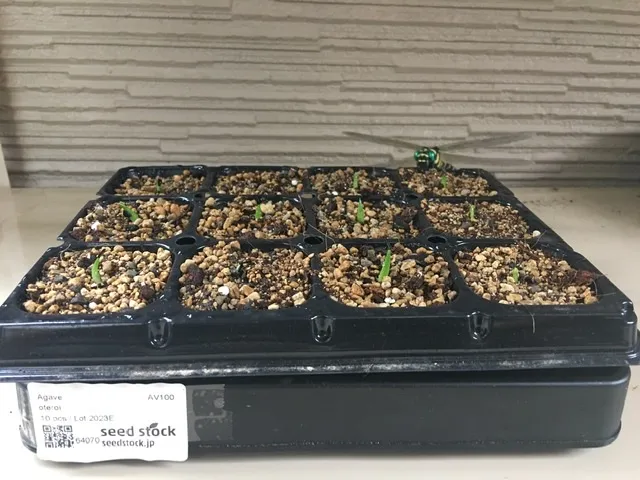 Agave oteroi Lot. (アガベ オテロイ)