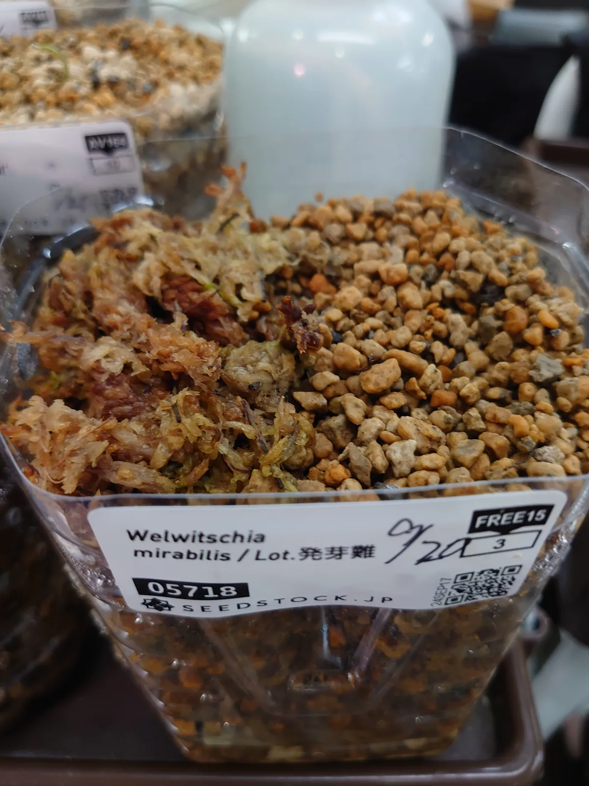Welwitschia mirabilis ([無料種子/発芽難ロット] ウェルウィッチア ミラビリス 奇想天外)