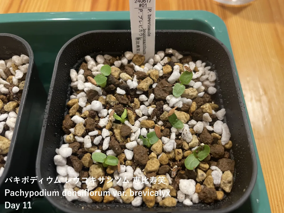 Pachypodium brevicaule subsp. leucoxanthum (パキポディウム レウコキサンツム)