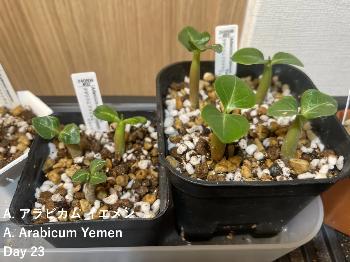Adenium arabicum Yemen (アデニウム アラビカム イエメン)