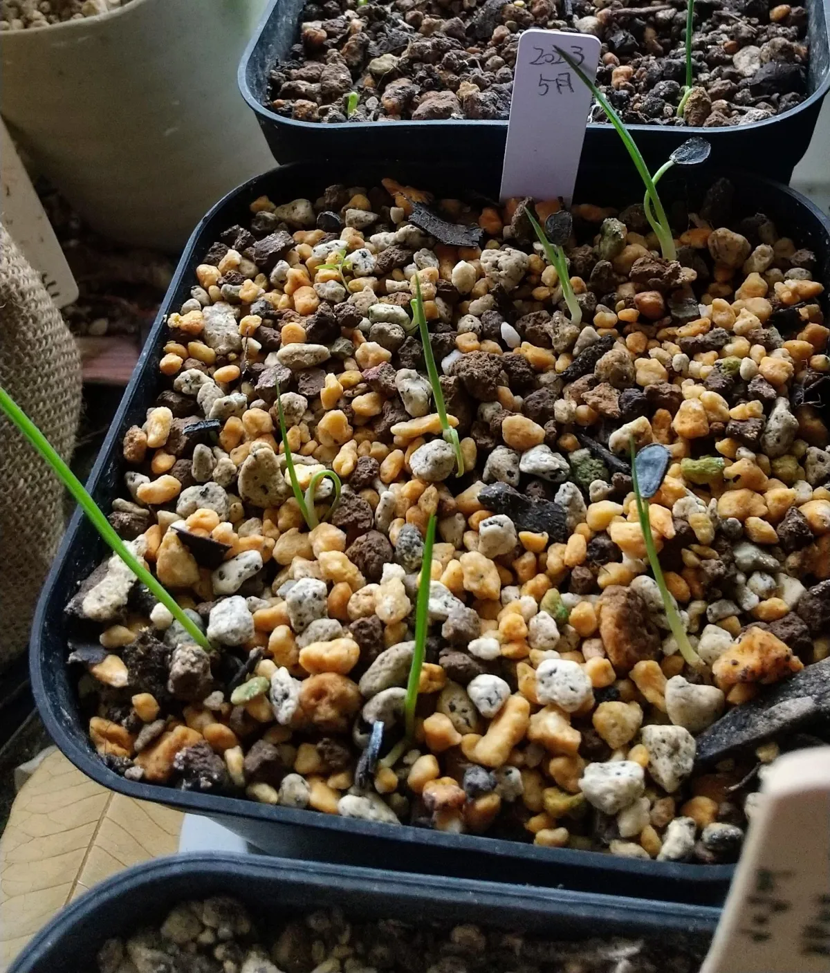 Yucca coahuilensis Blue (ユッカ コアフイレンシスブルー)