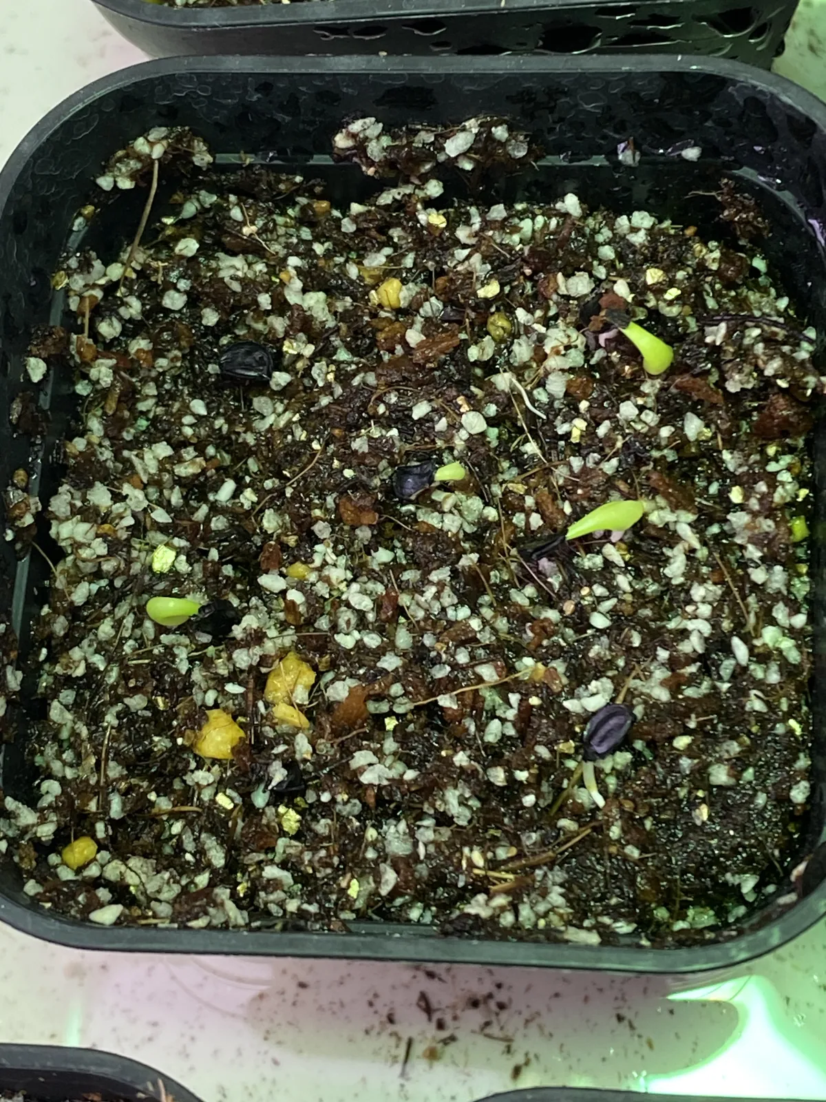 Agave titanota Blue Lot. (アガベ チタノタブルー)