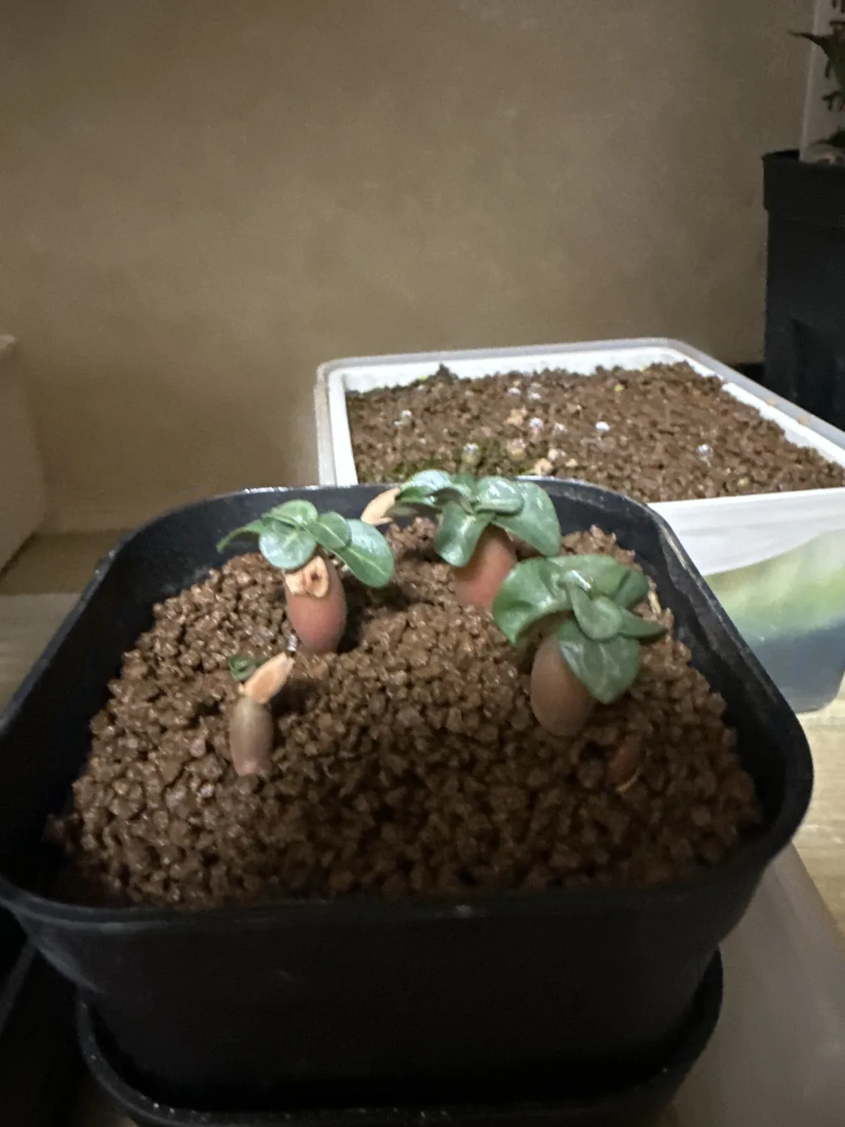 Adenium obesum (アデニウム ドーセットホーン)