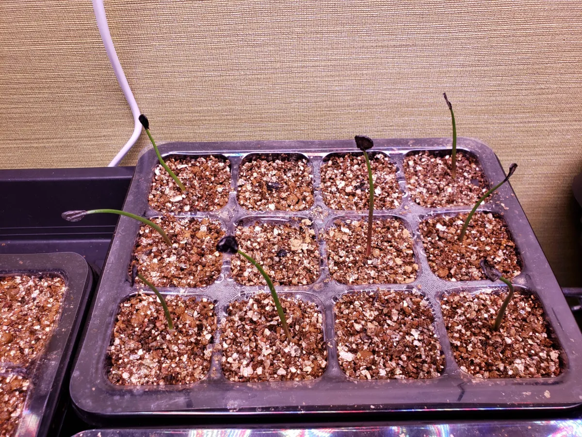 Agave inaequidens ssp. inaequidens (アガベ インアクイデンス)