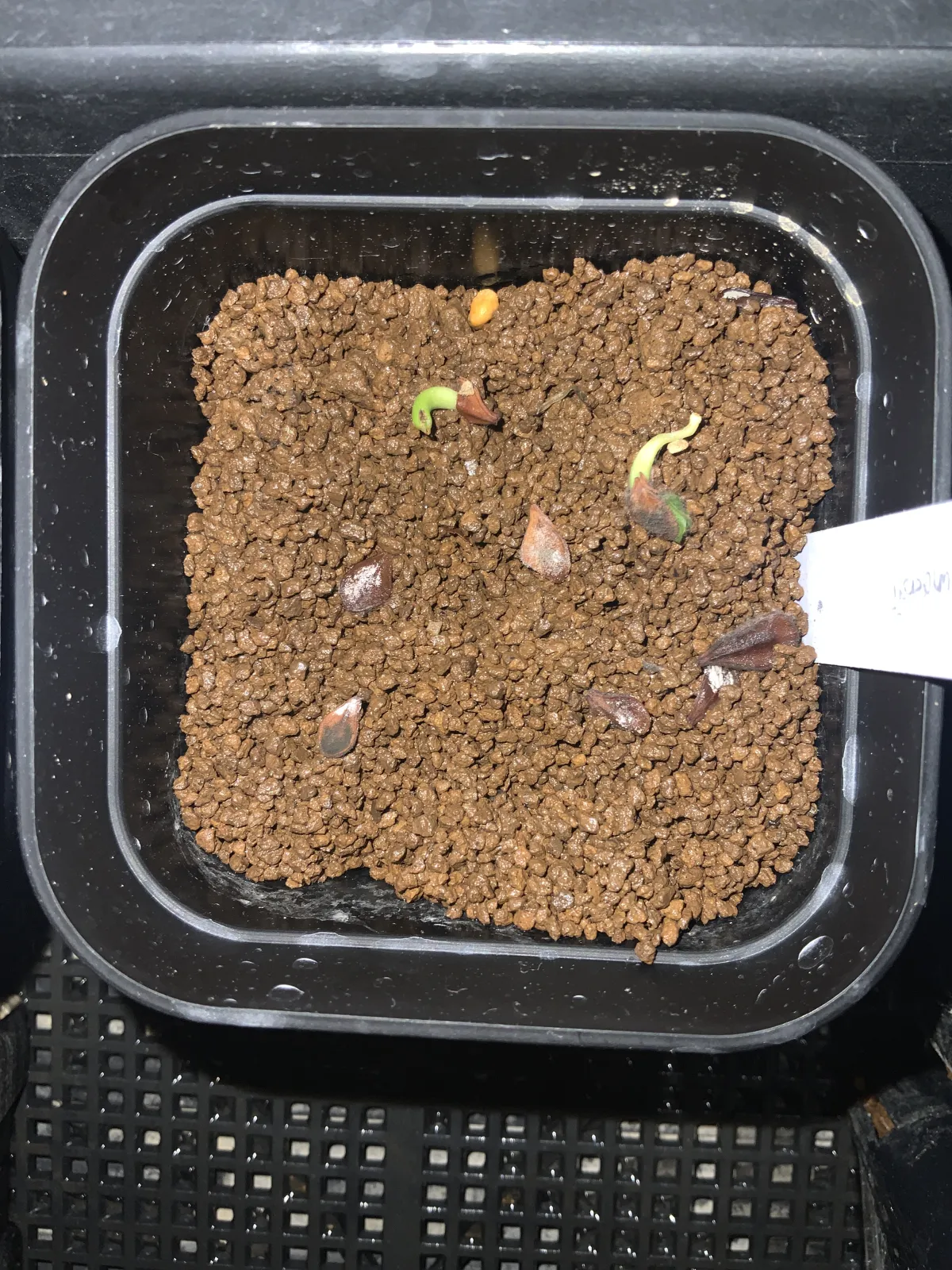 Pachypodium saundersii (パキポディウム サンデルシー)