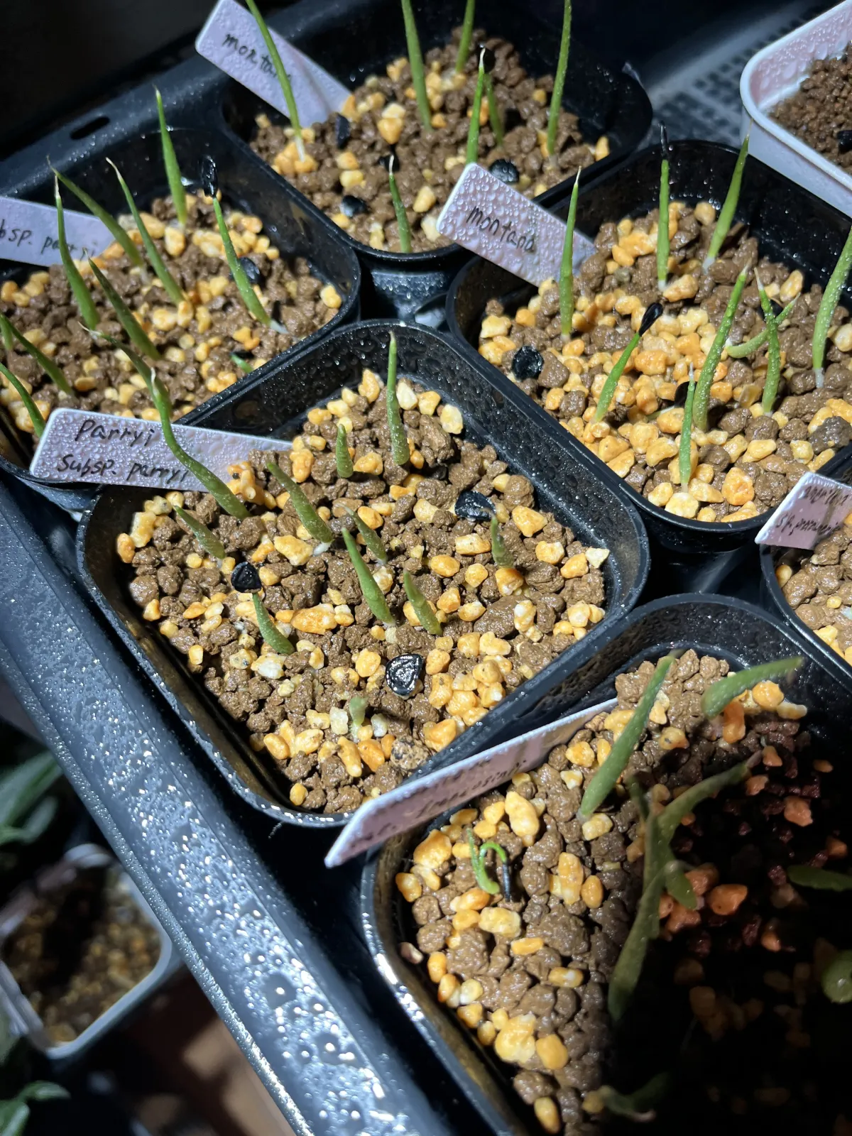 Agave parryi ssp. parryi (アガベ パリー)