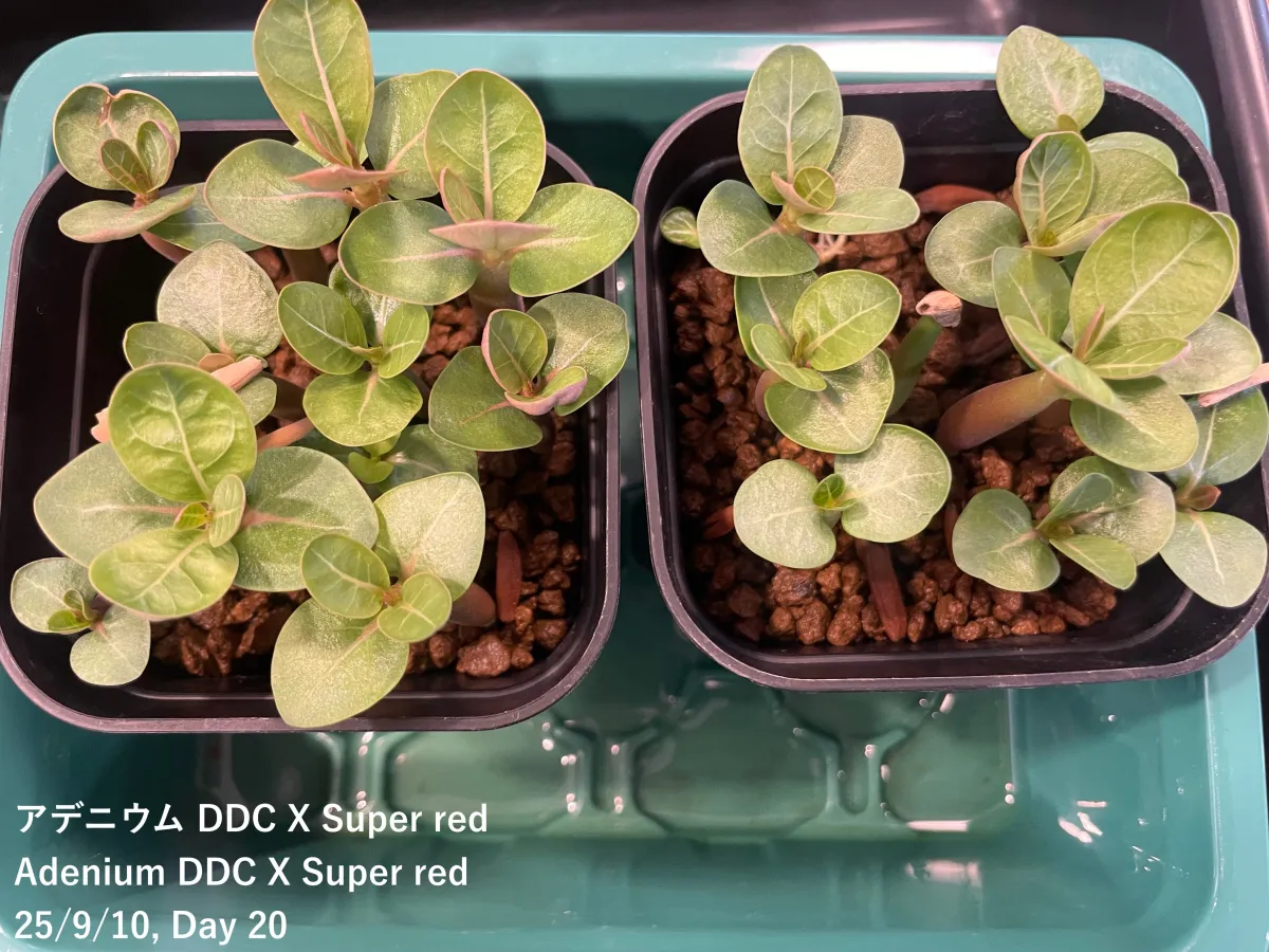 Adenium DDC X Super red (アデニウム)