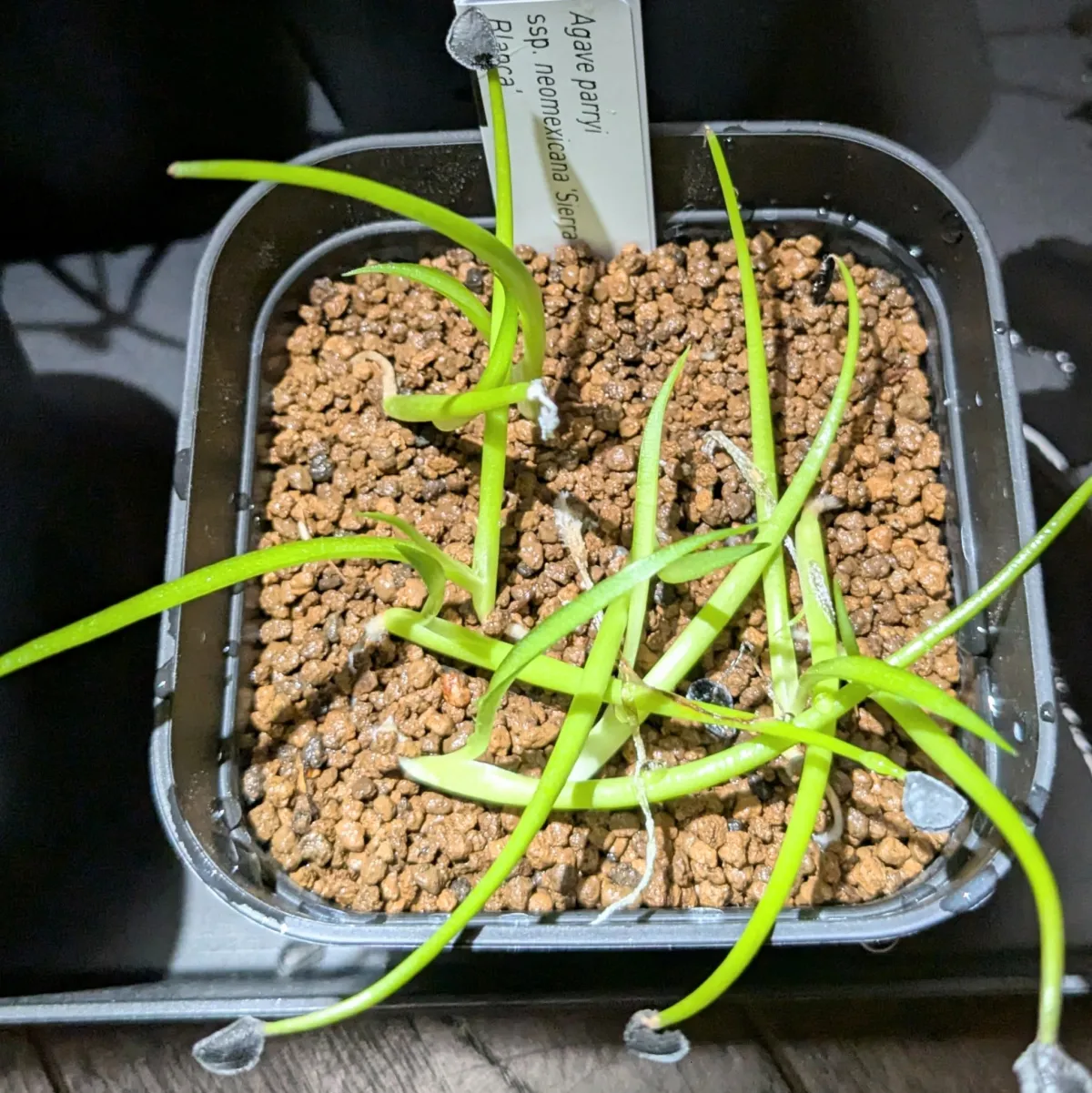 Agave parryi ssp. neomexicana Sierra Blanca (アガベ ネオメキシカーナ シエラブランカ)