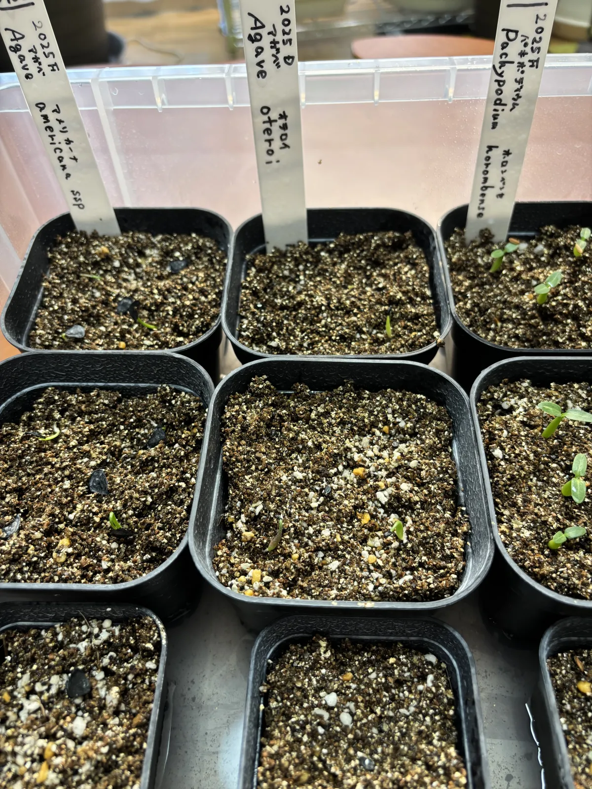 Agave oteroi Lot. (アガベ オテロイ)