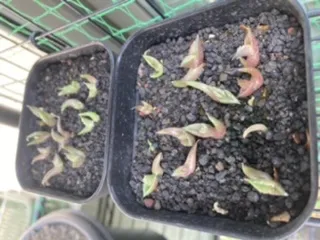 Agave titanota Blue Lot. (アガベ チタノタブルー)