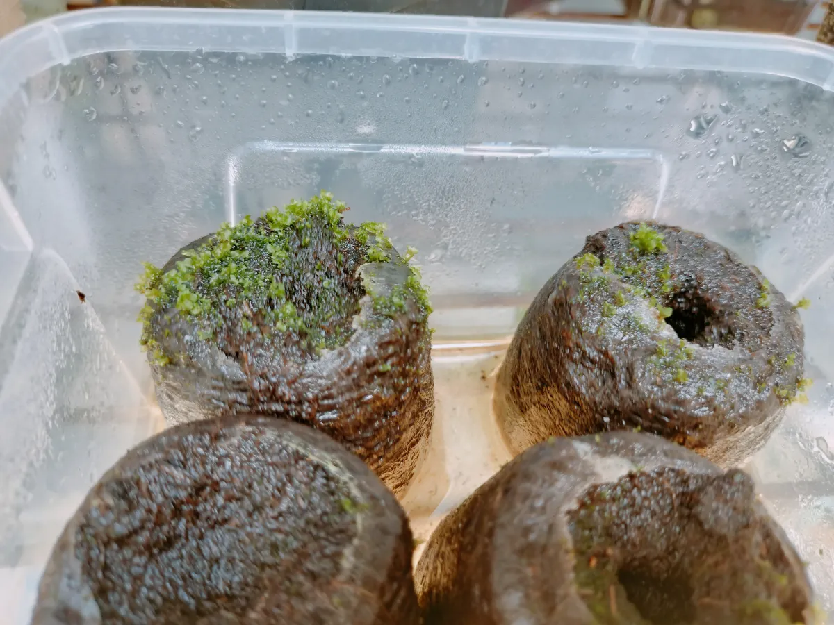 Platycerium ridleyi ([種子/胞子] ビカクシダ リドレイ)