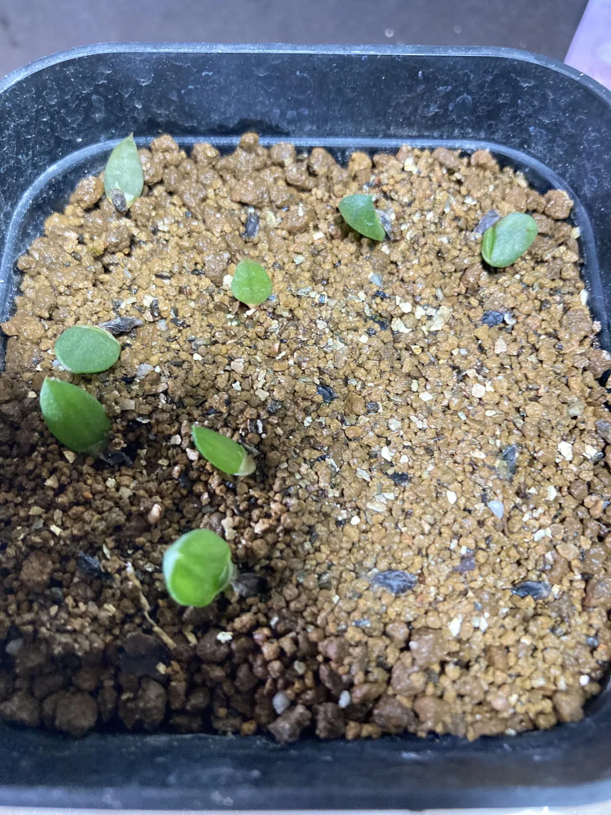 Aloe broomii (アロエ ブルーミー)