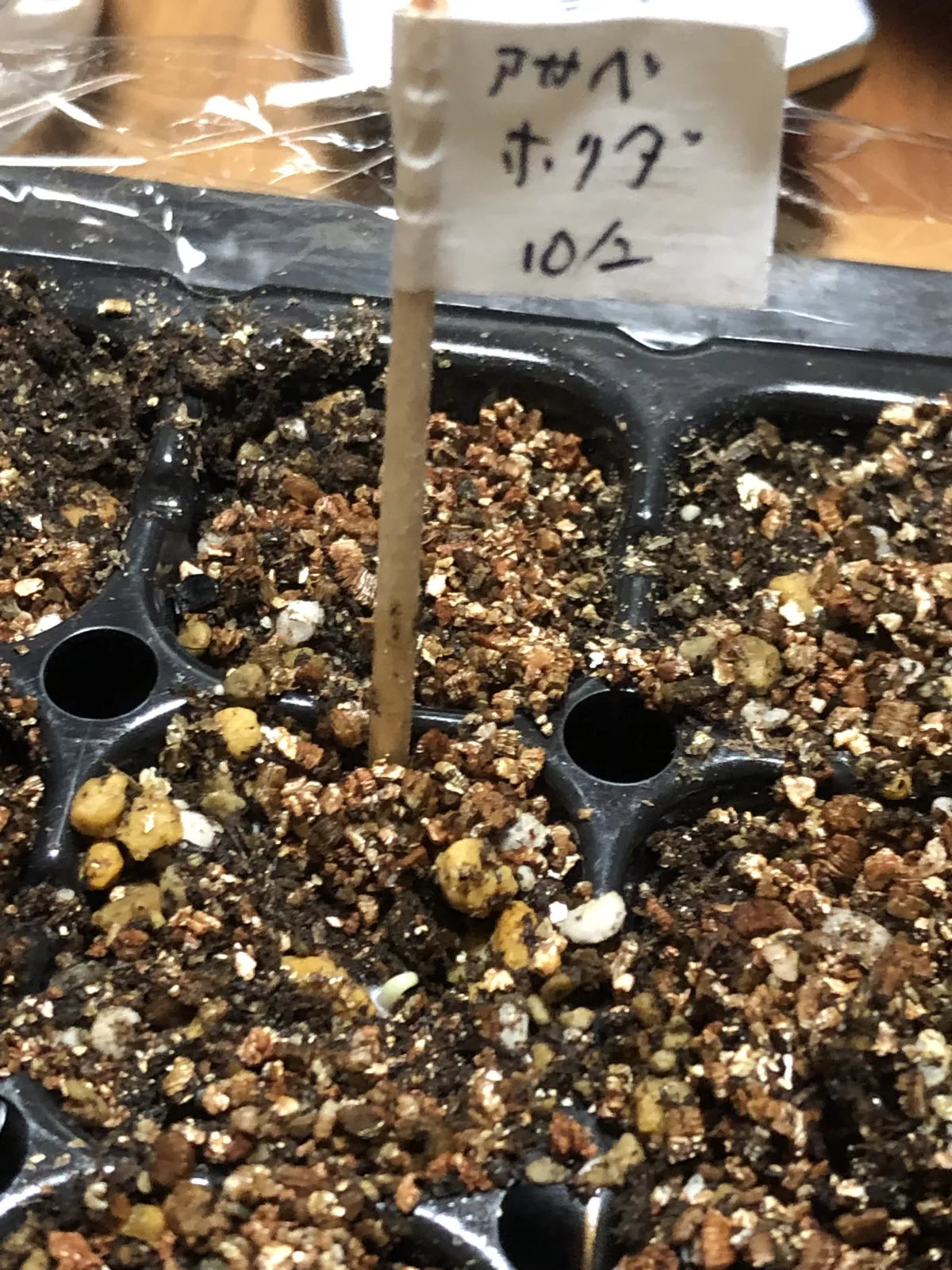Agave horrida ssp. horrida (アガベ ホリダ)