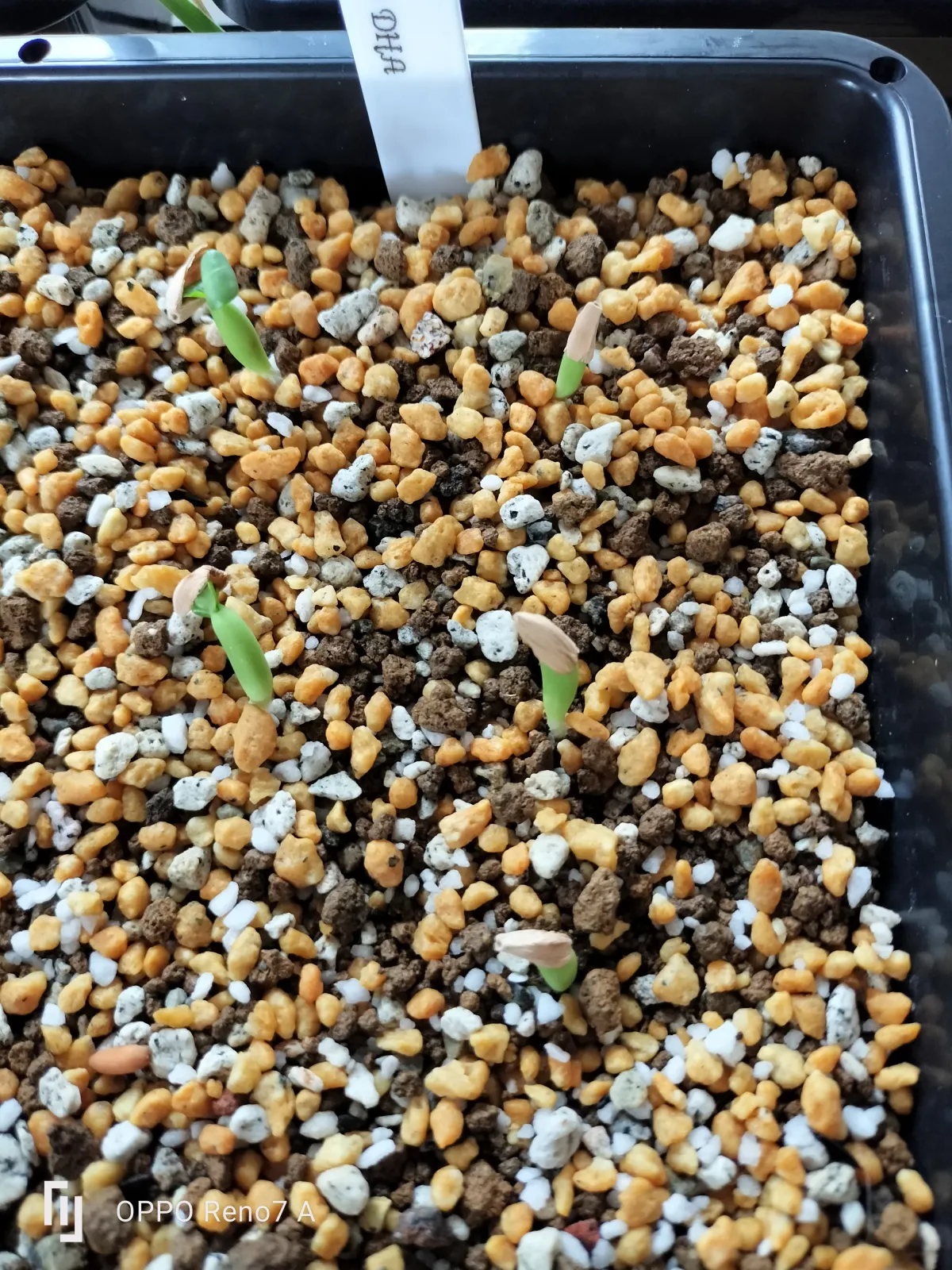 DHA Adenium thai socotranum DHA (アデニウム)
