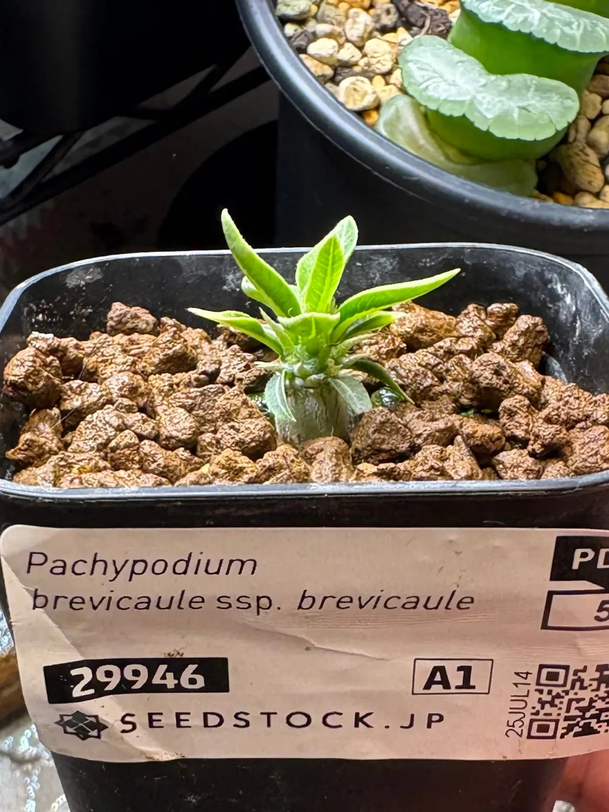 Pachypodium brevicaule ssp. brevicaule (パキポディウム ブレビカウレ)