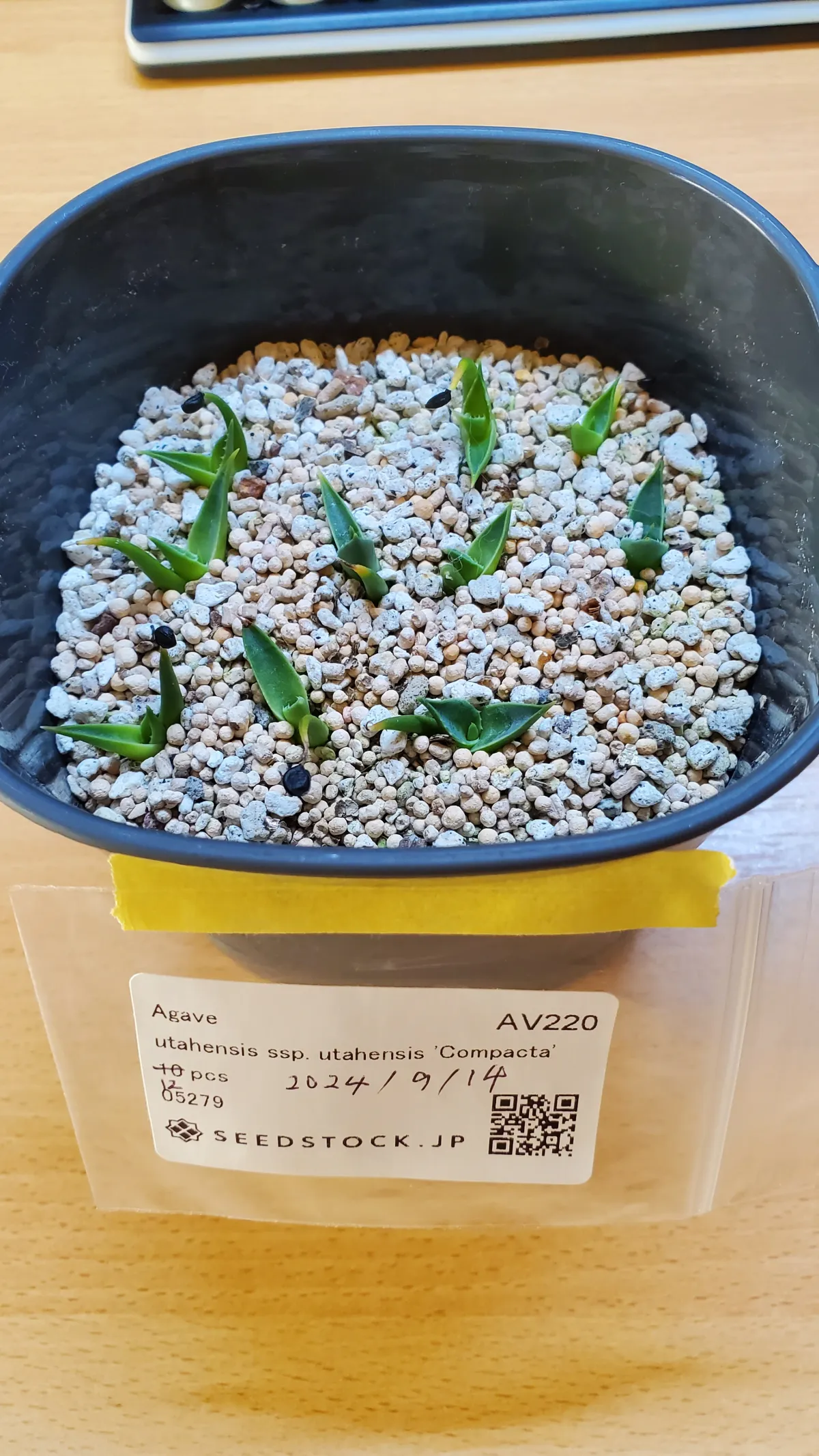 Agave utahensis ssp. utahensis Compacta (アガベ ユタエンシスコンパクタ)