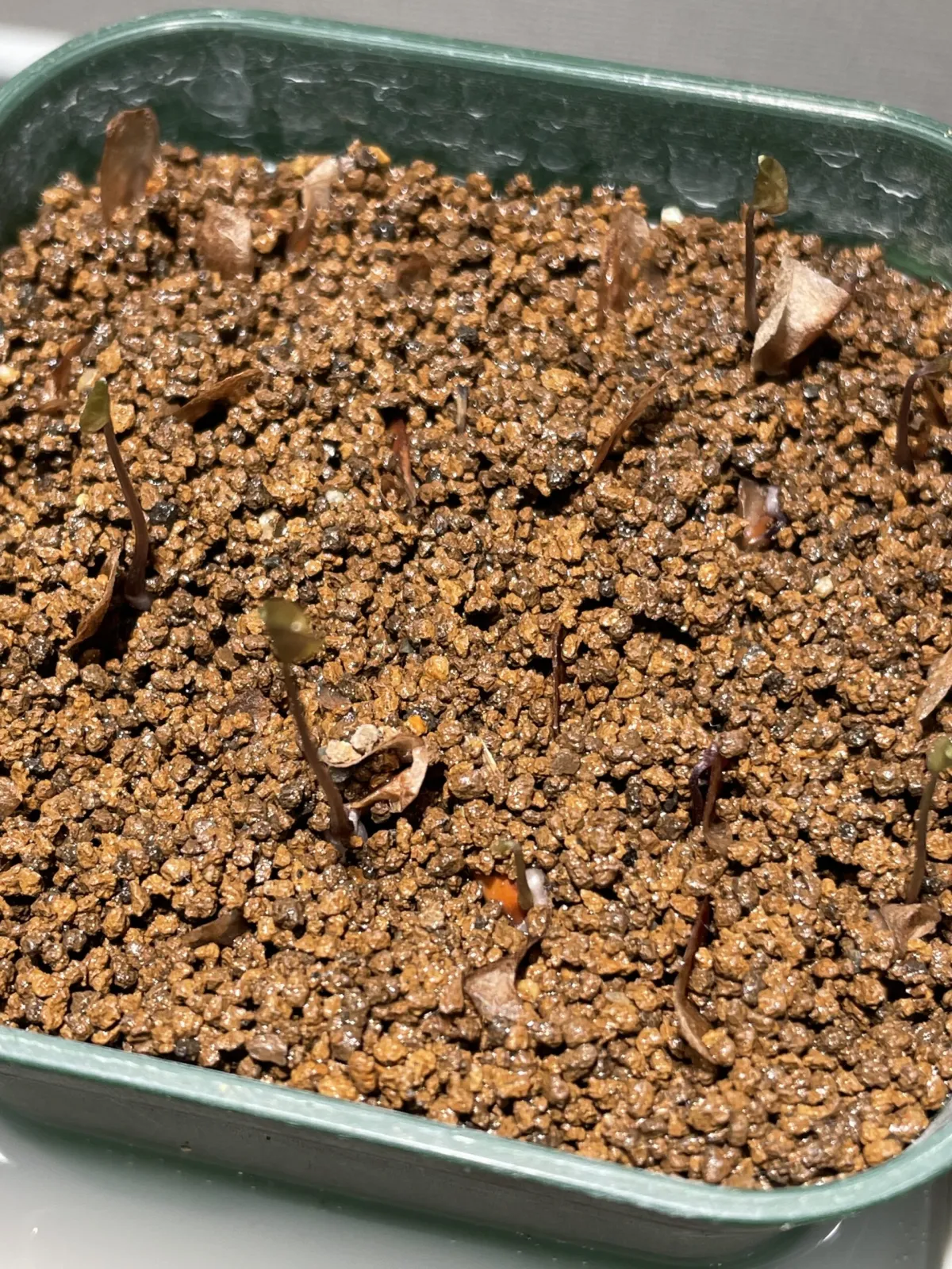 Dioscorea elephantipes (ディオスコレア エレファンティペス)