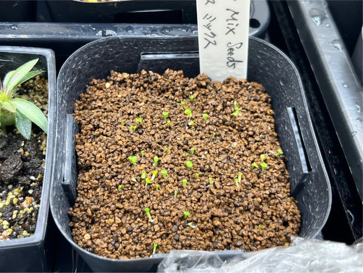 Lithops Mix Seeds (リトープス ミックス)