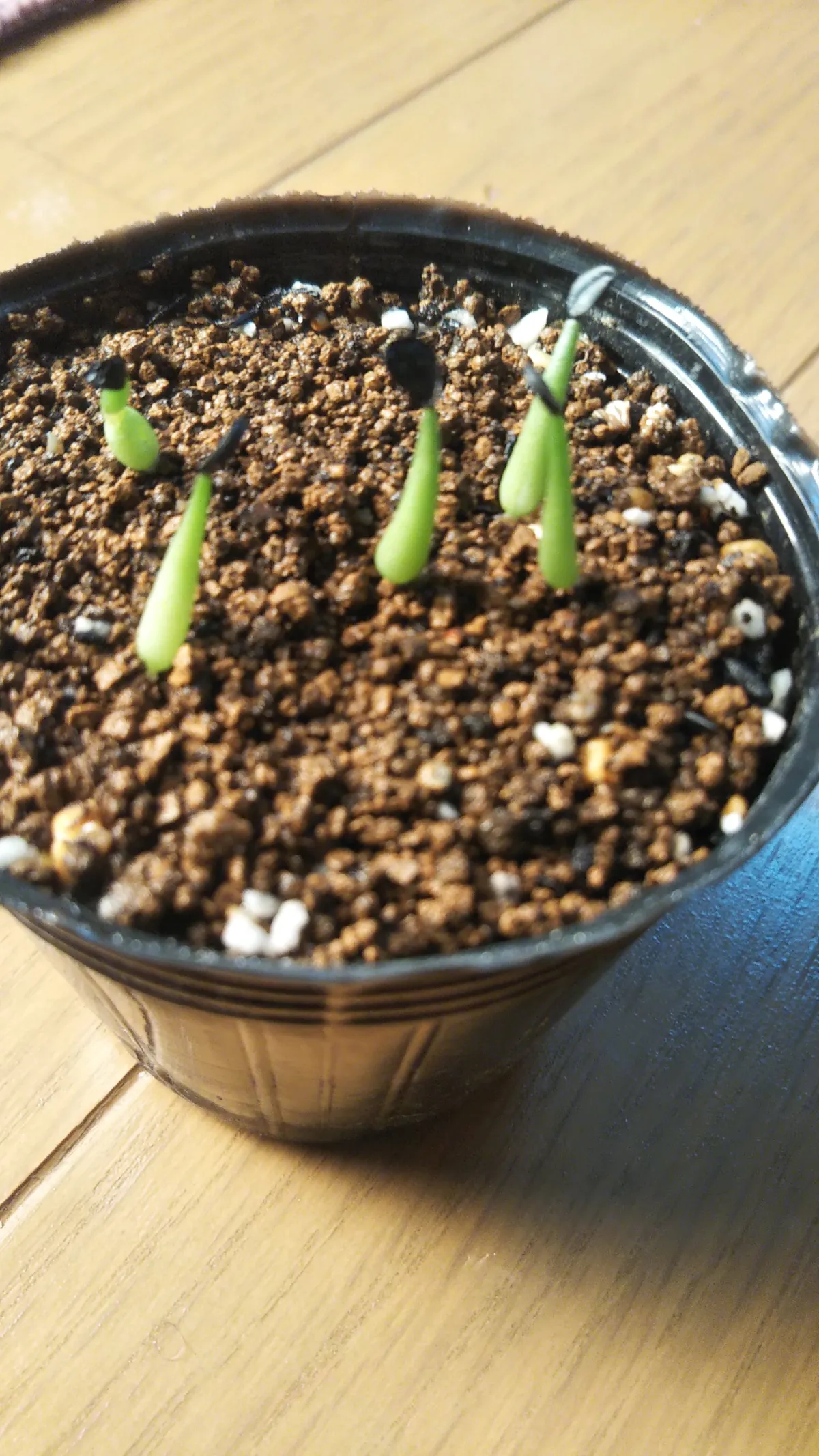 Agave victoriae-reginae Huasteca Canyon (アガベ フアステカキャニオン)