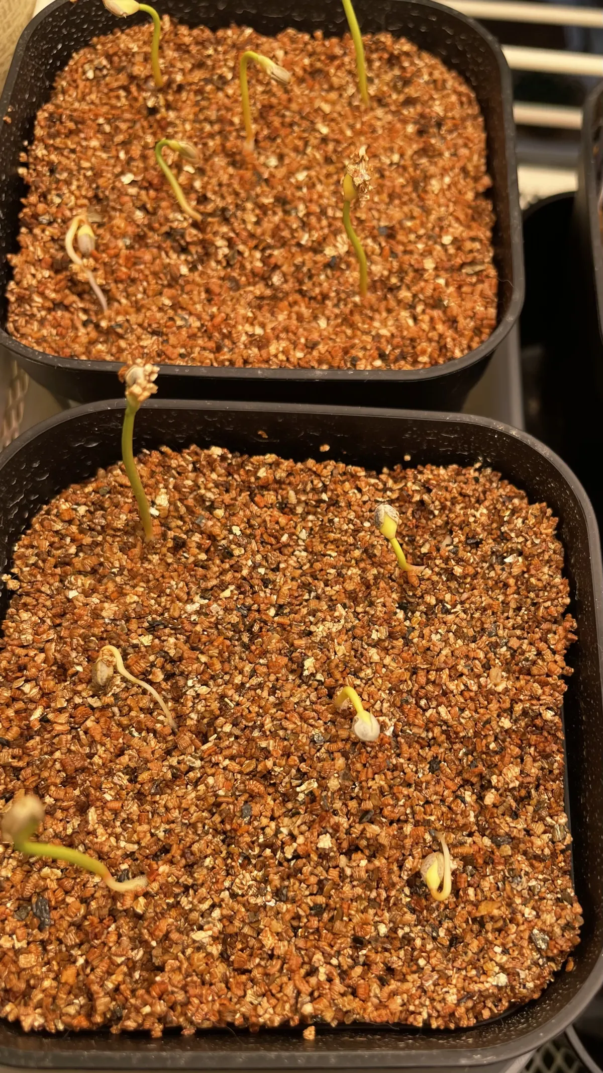 Euphorbia stenoclada (ユーフォルビア ステノクラーダ)