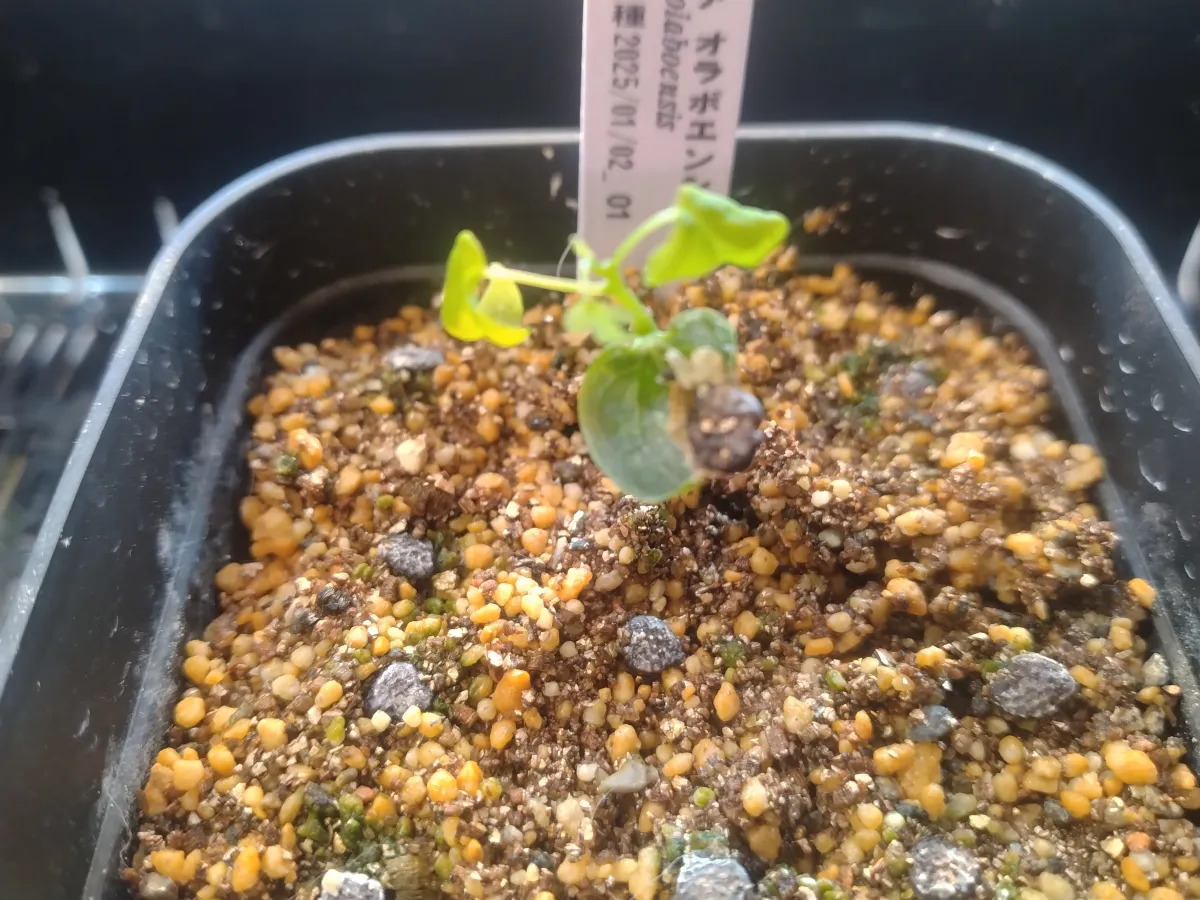 Adenia olaboensis ([発芽チャレンジ] アデニア オラボエンシス)
