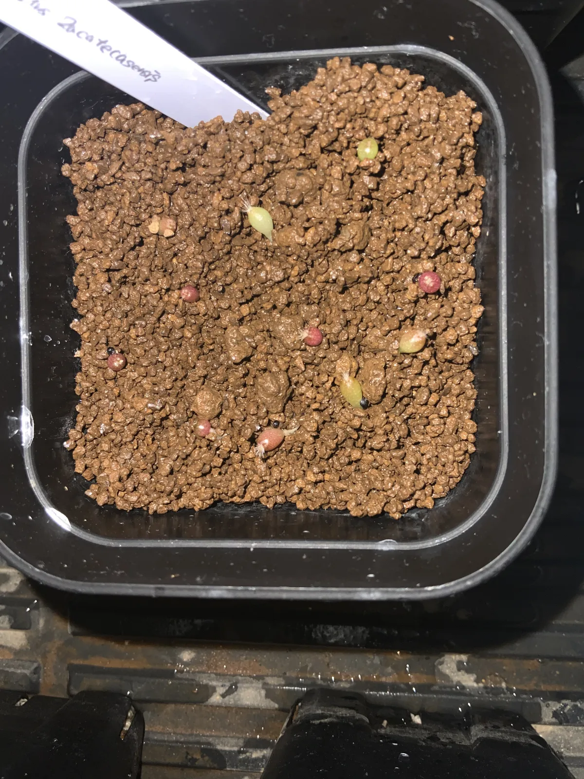 Echinofossulocactus zacatecasensis (エキノフォスロカクタス ザカテカセンシス)