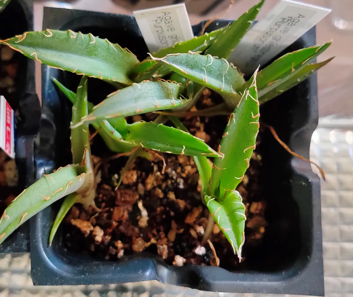 Agave ghiesbreghtii (アガベ パルプソーラム)