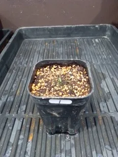 Agave titanota Blue Lot. (アガベ チタノタブルー)