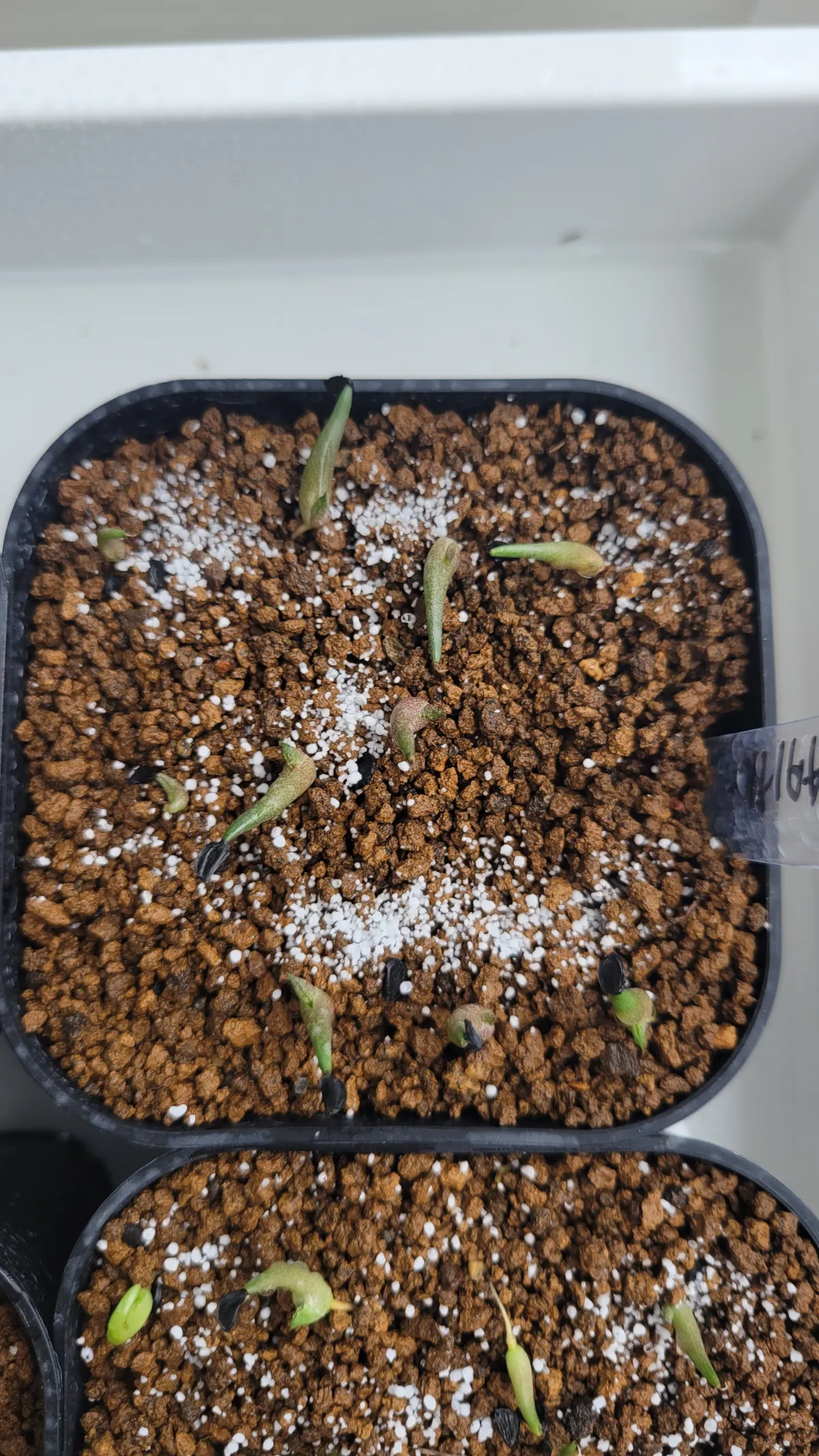 Agave titanota Blue Lot. (アガベ チタノタブルー)