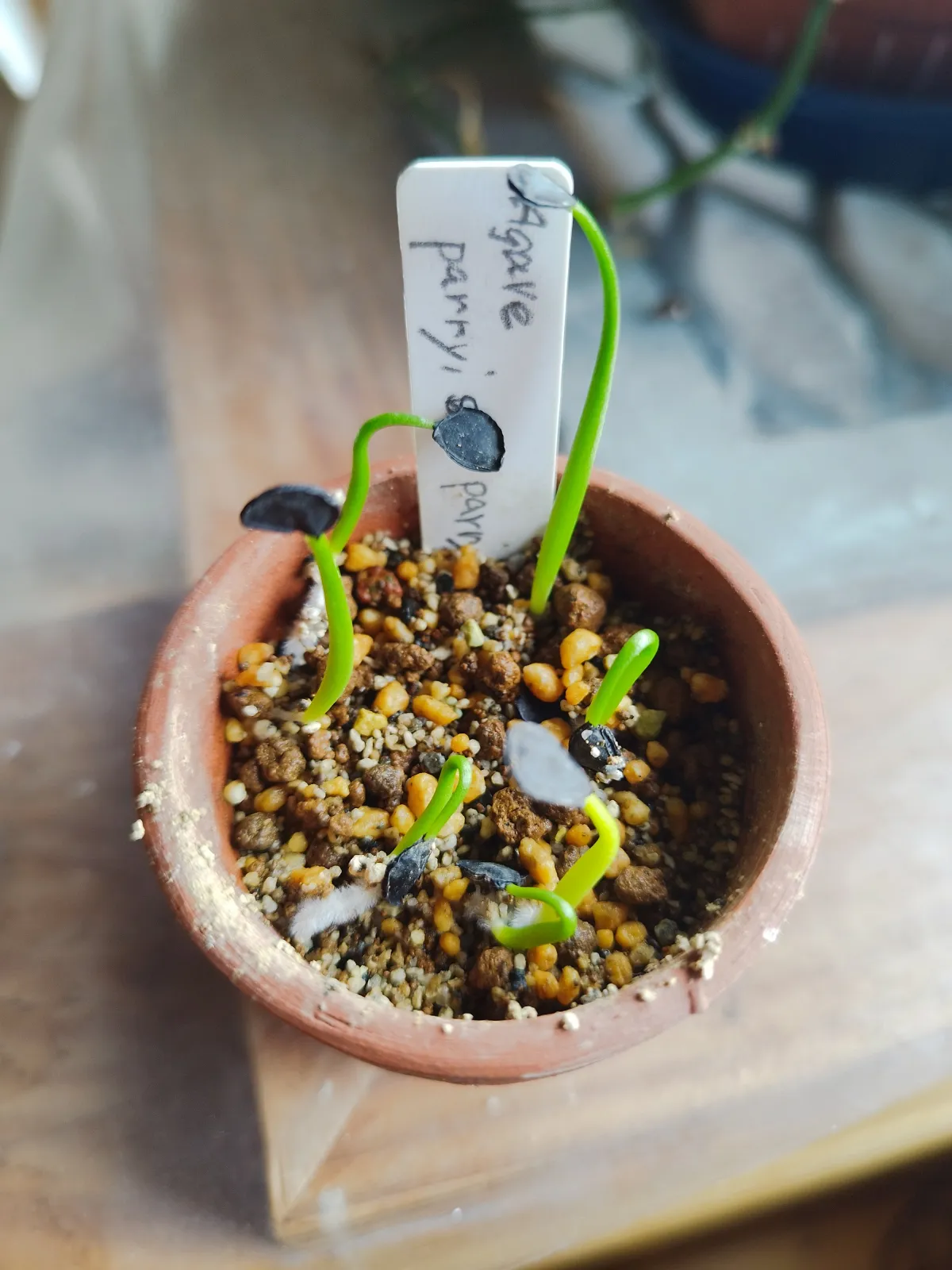 Agave parryi ssp. parryi (アガベ パリー)