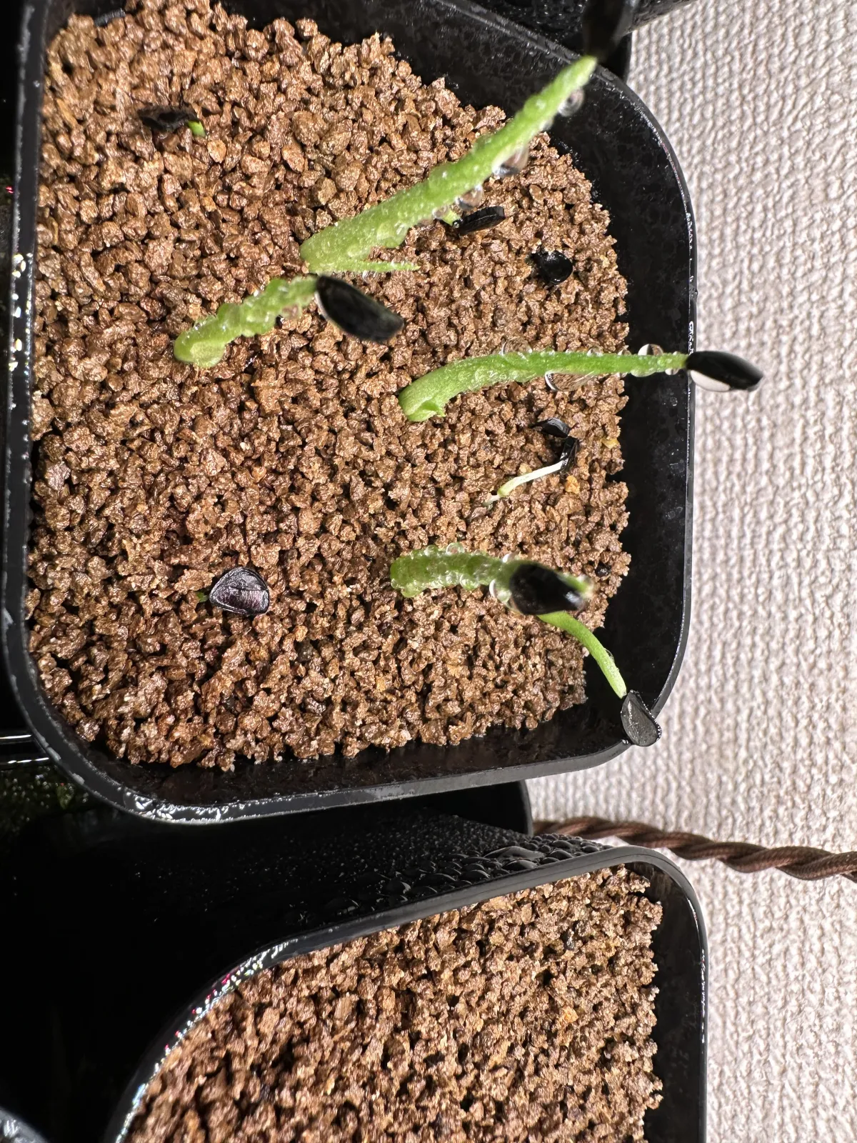 Agave sobria ssp. roseana (アガベ ソブリア ロゼアナ)